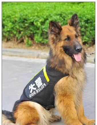警犬，它有资格被称之为同志，它的前半生都在为人民奉献