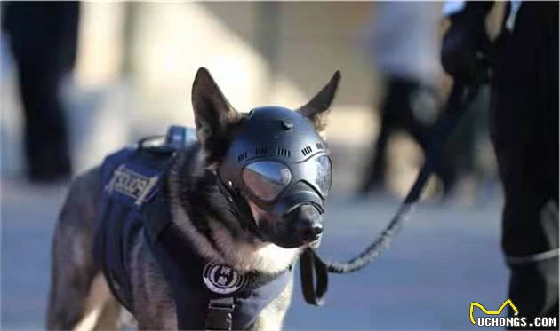 警犬，它有资格被称之为同志，它的前半生都在为人民奉献
