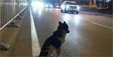 狗狗究竟有多忠诚？看完之后，发现自己养狗没有错