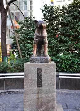 日本秋田犬面临灭绝，只因体型太大，网友：还不够可爱吗