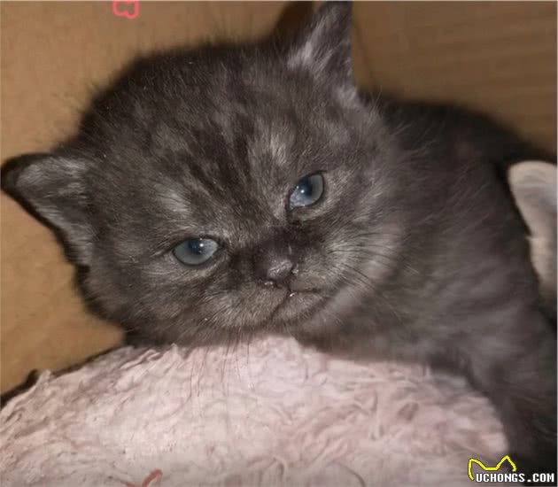 蓝猫祸祸了橘猫，看到小猫后，不得不佩服田园猫的基因强大