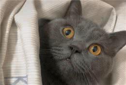 蓝猫祸祸了橘猫，看到小猫后，不得不佩服田园猫的基因强大