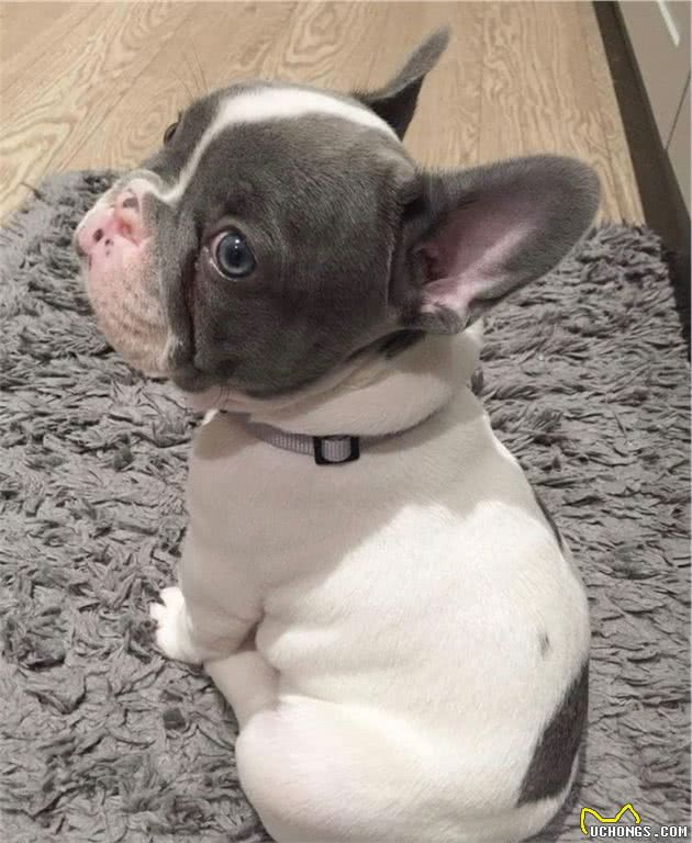 法斗犬优缺点有什么？很多人养，但某些缺点让主人无法忍受