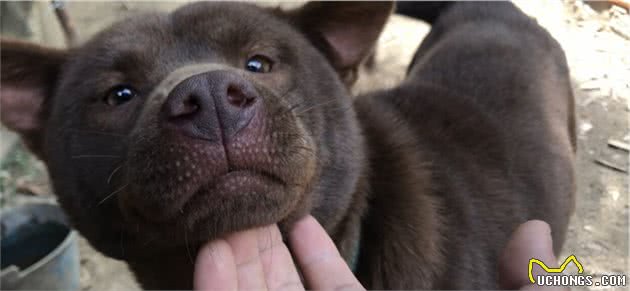 带你了解中华田园犬之山牛红，一种少为人知的土狗，属稀有品系