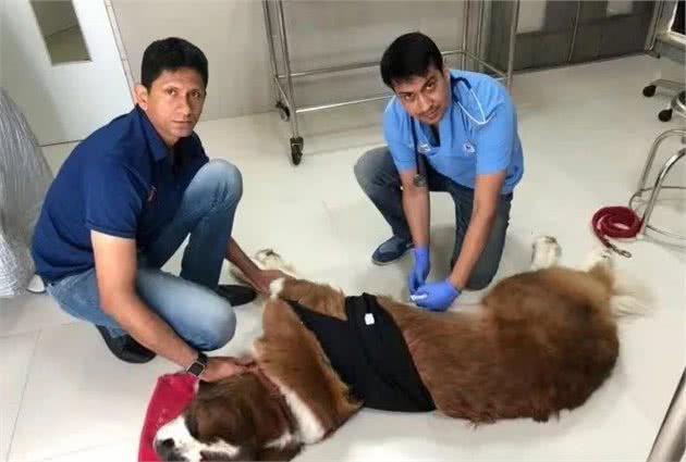 家有大型犬，一定要注意胃扭转