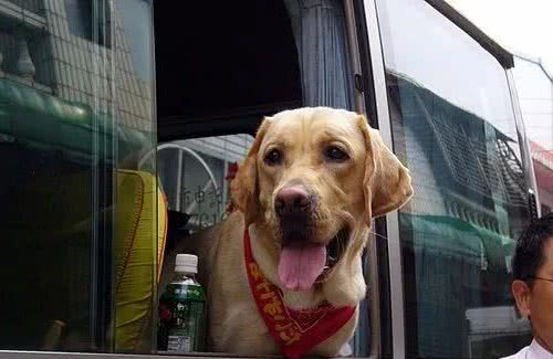 家有大型犬，一定要注意胃扭转