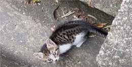 女子在路边的排水渠中发现一只流浪小猫，猫咪的命运从此改变