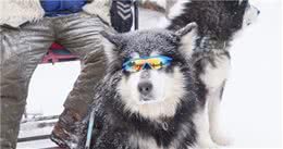 雪橇三傻是哪三种？了解这些狗狗后，你还会觉得它们傻吗？
