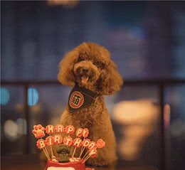 狗狗隐睾会引起睾丸肿瘤，主人赶紧检查一下狗子有没有蛋蛋