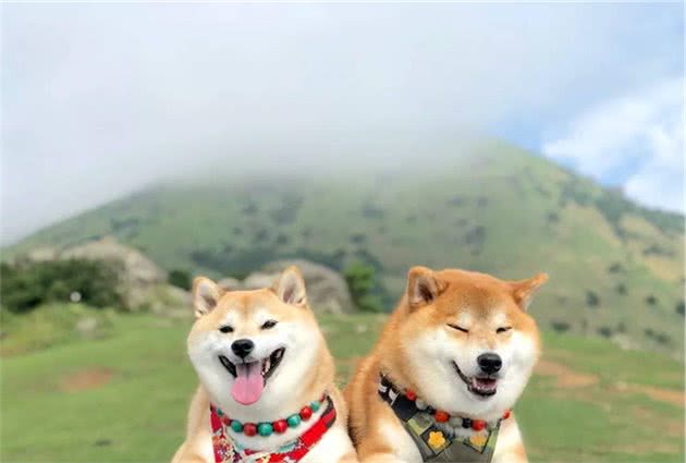 秋季狗狗发情，主人要做好这些事情