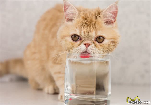 猫咪饮水机测评：你不让猫好好喝水，它就喝你的水！