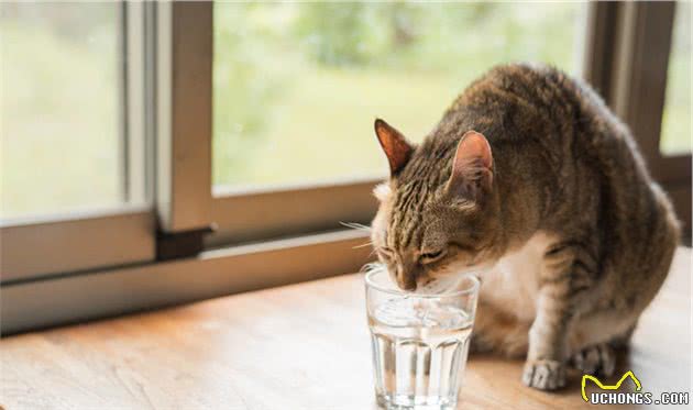 猫咪饮水机测评：你不让猫好好喝水，它就喝你的水！