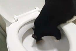 猫咪饮水机测评：你不让猫好好喝水，它就喝你的水！