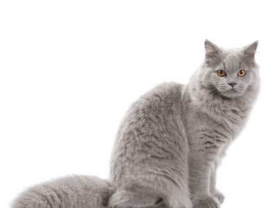 世界上最受欢迎的十种宠物猫，第一名实至名归