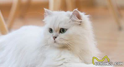 世界上最受欢迎的十种宠物猫，第一名实至名归