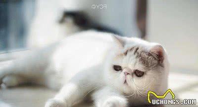 世界上最受欢迎的十种宠物猫，第一名实至名归