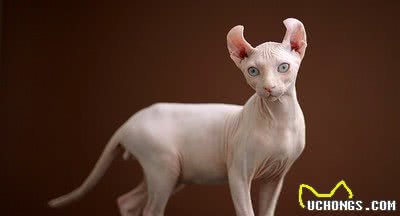 世界上最受欢迎的十种宠物猫，第一名实至名归