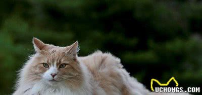 世界上最受欢迎的十种宠物猫，第一名实至名归