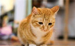 世界上最受欢迎的十种宠物猫，第一名实至名归