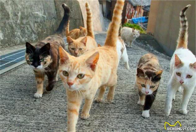 狸猫带领小弟抢地盘，与众多流浪猫竞争，战胜橘猫组后成赢家！