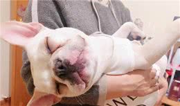 法国斗牛犬少人养的原因，第一点很真实