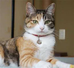 中国特有的三花狸花猫，你见过最好看的三花猫长什么样子呢?
