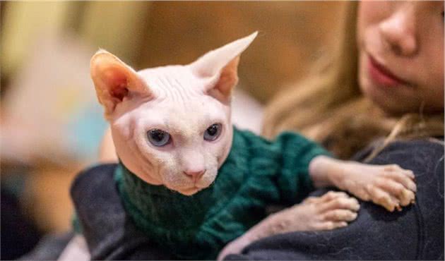 无毛猫那么丑，为什么还有那么多人养？这几点实在太香了