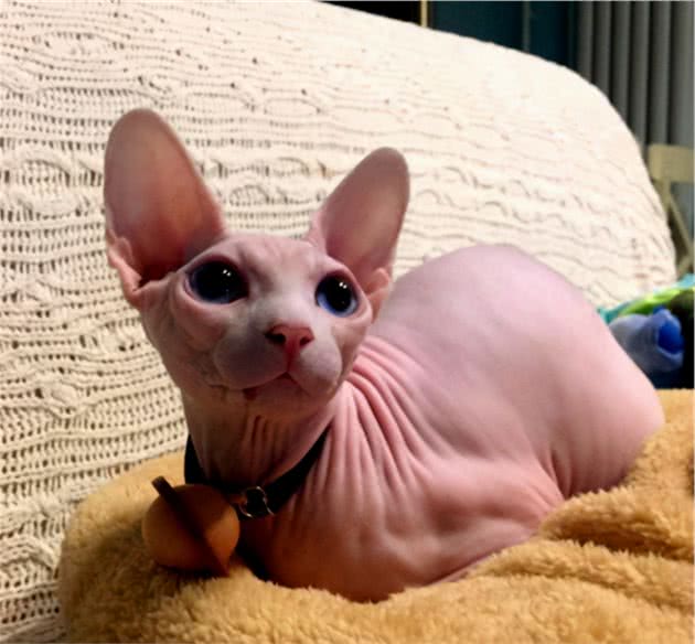 无毛猫那么丑，为什么还有那么多人养？这几点实在太香了