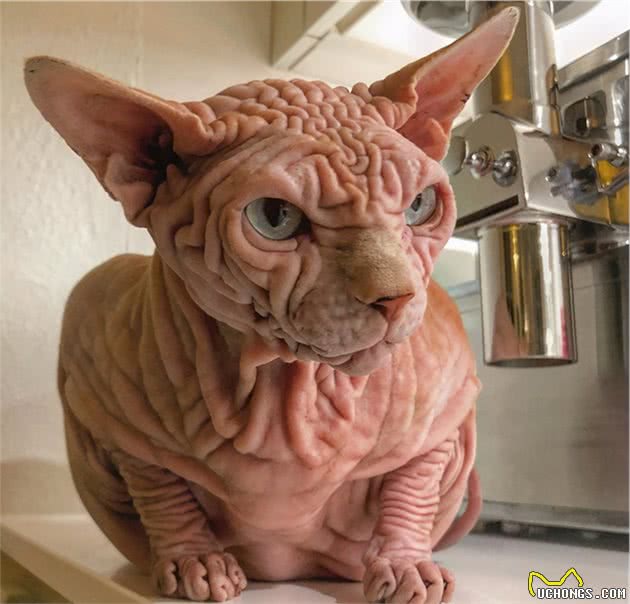 无毛猫那么丑，为什么还有那么多人养？这几点实在太香了