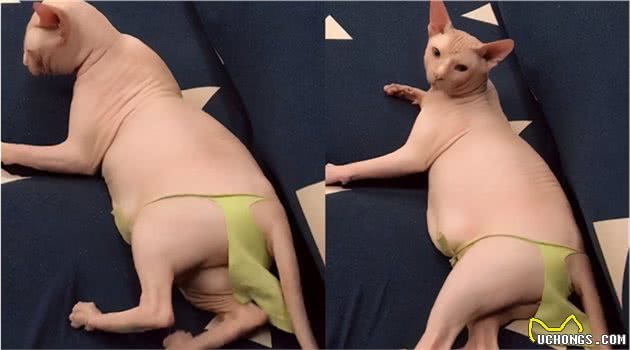 无毛猫那么丑，为什么还有那么多人养？这几点实在太香了