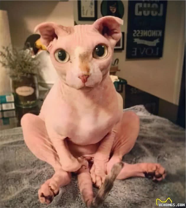 无毛猫那么丑，为什么还有那么多人养？这几点实在太香了