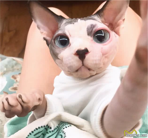 无毛猫那么丑，为什么还有那么多人养？这几点实在太香了