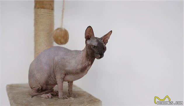 无毛猫那么丑，为什么还有那么多人养？这几点实在太香了