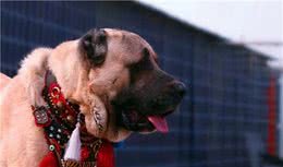 土耳其国宝：坎高犬的历史，你知道吗？