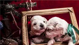 狗狗“上火”会有什么特征，你知道吗？