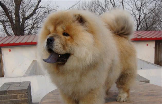 最“笨”的5种狗，训犬师都放弃了，给钱也不想接