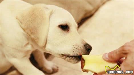 最“笨”的5种狗，训犬师都放弃了，给钱也不想接