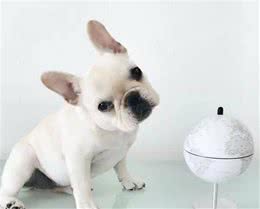 最“笨”的5种狗，训犬师都放弃了，给钱也不想接