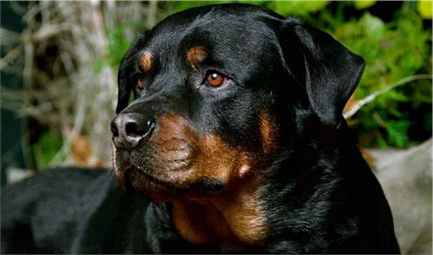 世界十大凶犬—屠夫的狗，罗威纳犬