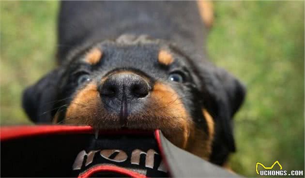 世界十大凶犬—屠夫的狗，罗威纳犬