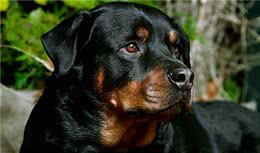 世界十大凶犬—屠夫的狗，罗威纳犬