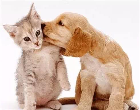 狗为何比猫对人类更忠诚?