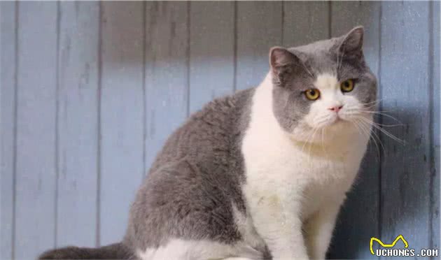 狗为何比猫对人类更忠诚?