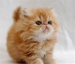 国外的一些可爱猫咪，你喜欢哪种？