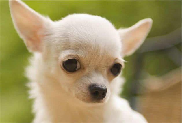 世界名犬大全（十三），你想知道的狗狗这里都有