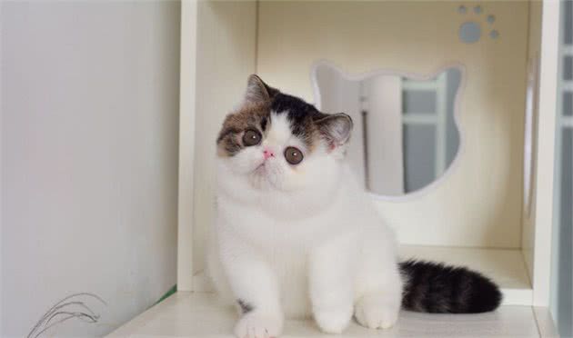 地球上10大最温顺的猫咪，波斯猫和布偶猫上榜，你家养了吗？