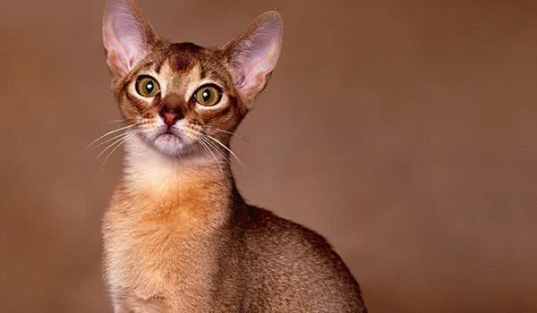 地球上10大最温顺的猫咪，波斯猫和布偶猫上榜，你家养了吗？