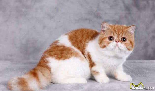地球上10大最温顺的猫咪，波斯猫和布偶猫上榜，你家养了吗？
