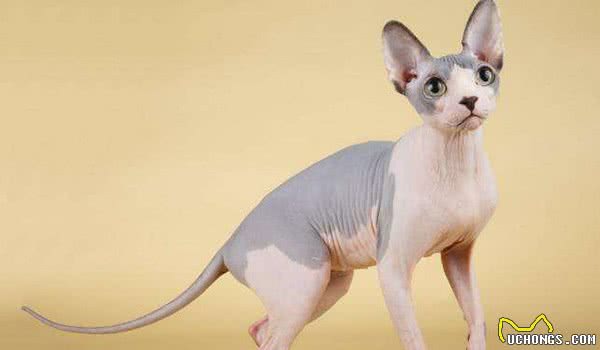 地球上10大最温顺的猫咪，波斯猫和布偶猫上榜，你家养了吗？