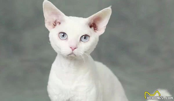 地球上10大最温顺的猫咪，波斯猫和布偶猫上榜，你家养了吗？
